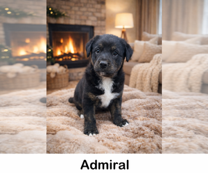 Labrottie Dogs for adoption in Oakhurst, NJ, USA