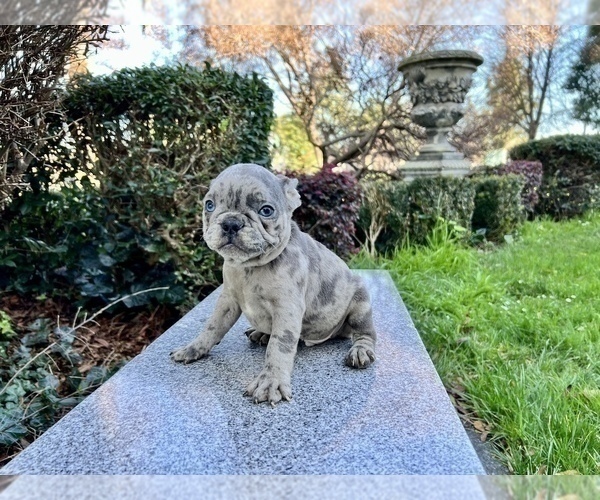 Medium Photo #160 French Bulldog Puppy For Sale in HAYWARD, CA, USA