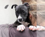 Small Photo #3 Bullboxer Pit Puppy For Sale in Gilberts, IL, USA