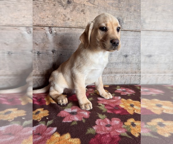 Medium Photo #3 Labrador Retriever Puppy For Sale in VERMONTVILLE, MI, USA