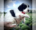 Small Photo #6 English Setterdoodle Puppy For Sale in LIBERTY, KY, USA