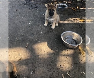 German Shepherd Dog Puppy for Sale in HOLDENVILLE, Oklahoma USA