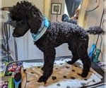Small Photo #24 Poodle (Standard) Puppy For Sale in SAND SPRINGS, OK, USA