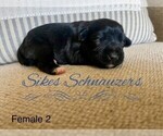Small Photo #2 Schnauzer (Miniature) Puppy For Sale in CHESTERFIELD, SC, USA