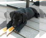 Puppy Timber Labrador Retriever