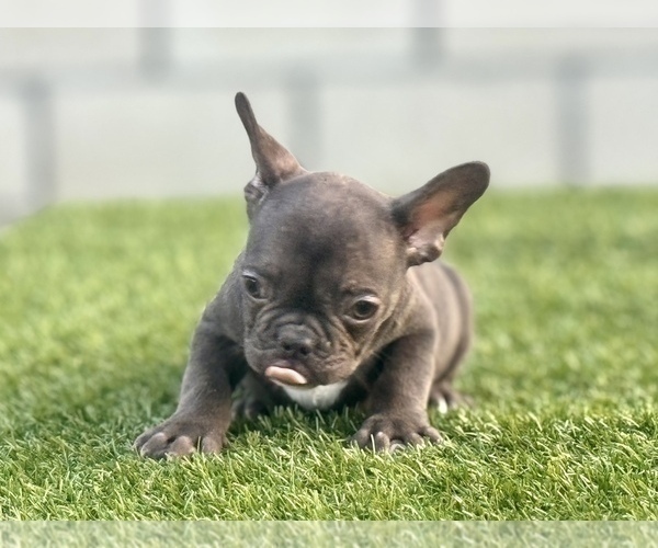 Medium Photo #5 French Bulldog Puppy For Sale in RALEIGH, NC, USA