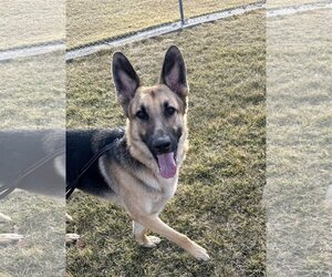 German Shepherd Dog Dogs for adoption in Roseville, MN, USA