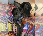 Small Photo #3 Catahoula Leopard Dog-Dalmatian Mix Puppy For Sale in THOUSAND OAKS, CA, USA