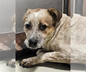 Mutt Dogs for adoption in Bakersfield, CA, USA