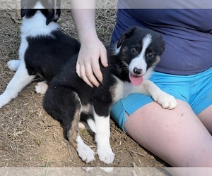 Border Collie Puppy for sale in BARDSTOWN, KY, USA