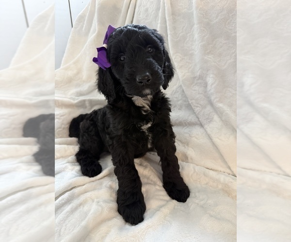Medium Photo #5 Goldendoodle Puppy For Sale in CHICAGO, IL, USA