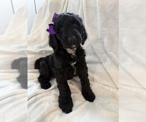 Medium Goldendoodle