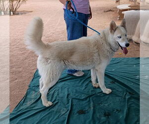 Daddio - Male Siberian Husky-Unknown Mix Dog for Adoption - Photo #2