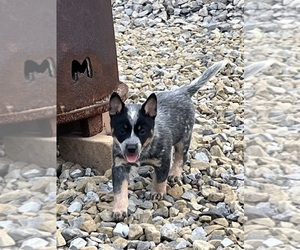 Australian Cattle Dog Puppy for sale in SHELOCTA, PA, USA