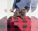 Small Photo #5 Labrador Retriever Puppy For Sale in SAINT JOSEPH, MO, USA