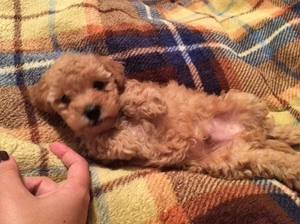 Poodle (Miniature) Puppy for sale in Gainesville, FL, USA