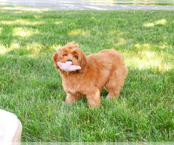Medium Photo #1 Cavapoo (Miniature) Puppy For Sale in SYRACUSE, IN, USA