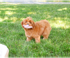 Cavapoo (Miniature) Puppy for sale in SYRACUSE, IN, USA