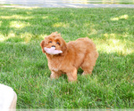 Image preview for Ad Listing. Nickname: Amore