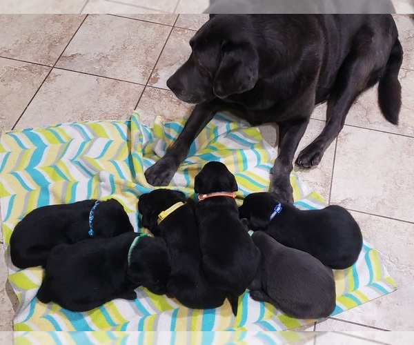 Medium Photo #187 Labrador Retriever Puppy For Sale in OLYMPIA, WA, USA