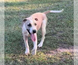Bulldog-Great Dane Mix Dogs for adoption in Tarrytown, GA, USA