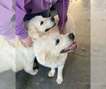 Small #1 Great Pyrenees