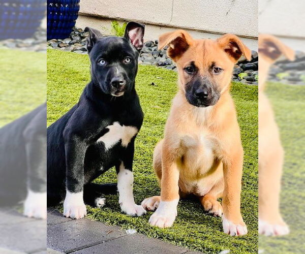 Medium Photo #5 Mutt Puppy For Sale in San Diego, CA, USA