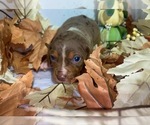 Puppy Belle Catahoula Leopard Dog