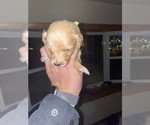 Small Photo #6 Goldendoodle Puppy For Sale in PLAINFIELD, IL, USA