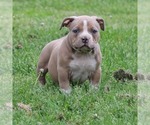 Small Photo #9 American Bully Puppy For Sale in BILLINGS, MO, USA
