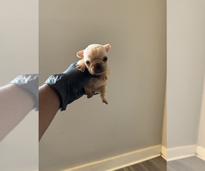 French Bulldog Puppy for sale in SPRINGFIELD, OH, USA