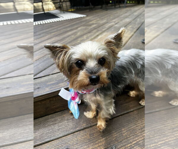 Medium Photo #6 Mutt Puppy For Sale in Allentown,, PA, USA