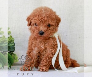 Goldendoodle (Miniature) Puppy for Sale in NEWMANSTOWN, Pennsylvania USA