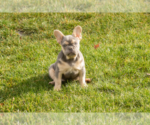 French Bulldog Puppy for sale in NAPPANEE, IN, USA