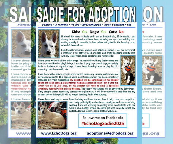 Medium Photo #4 - Mix Puppy For Sale in Hoffman Estates, IL, USA