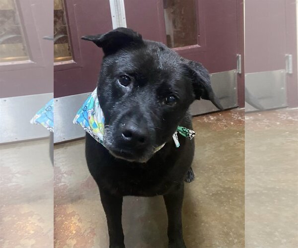 Medium Photo #1 Mutt Puppy For Sale in Amarillo, TX, USA