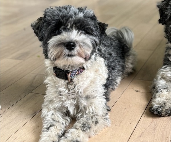 Medium Photo #1 Havanese Puppy For Sale in BRISBANE, CA, USA