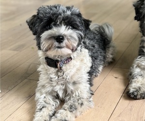 Mother of the Havanese puppies born on 04/14/2025