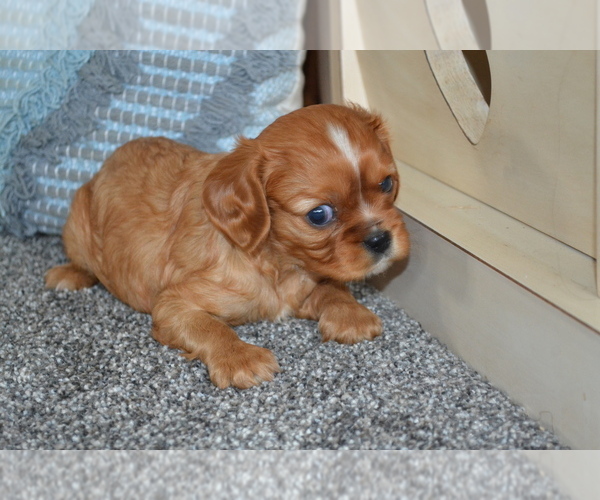 Medium Photo #1 Cavalier King Charles Spaniel Puppy For Sale in GREENWOOD, WI, USA