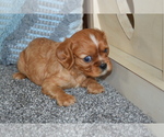 Puppy Baylor Cavalier King Charles Spaniel