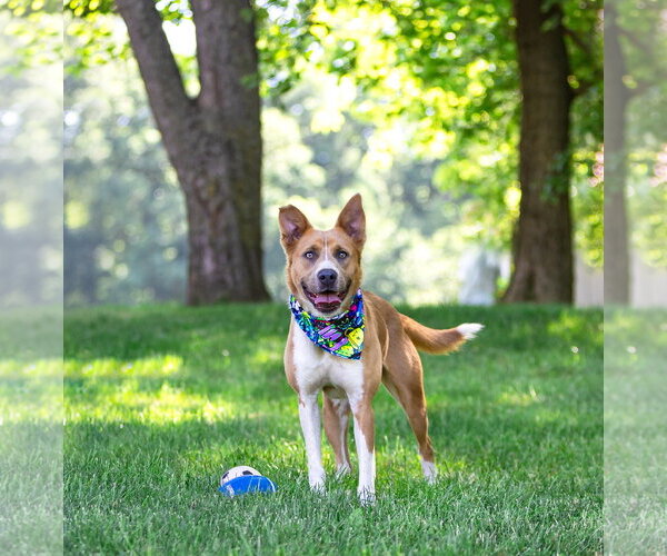 Medium Photo #2 Basenji-Labrador Retriever Mix Puppy For Sale in Unionville, PA, USA