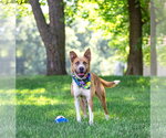 Small #1 Basenji-Labrador Retriever Mix
