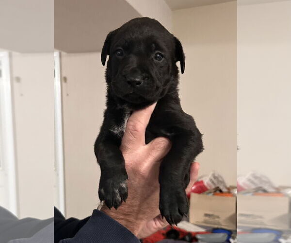 Medium Photo #1 American Pit Bull Terrier-German Shepherd Dog Mix Puppy For Sale in Stephens City, VA, USA