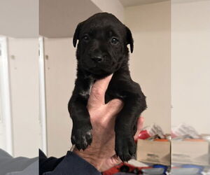 American Pit Bull Terrier-German Shepherd Dog Mix Dogs for adoption in Stephens City, VA, USA