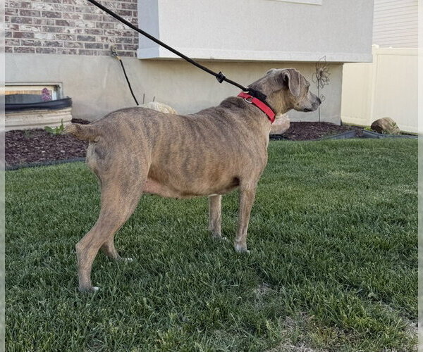 Medium Photo #9 Mutt Puppy For Sale in Sandy, UT, USA
