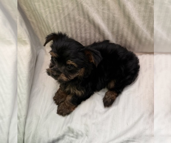 Medium Photo #1 Yorkshire Terrier Puppy For Sale in LITTLE RIVER, SC, USA