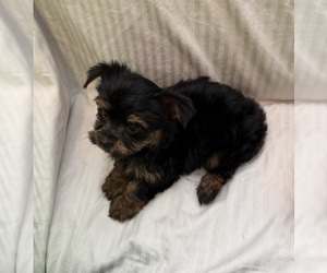 Yorkshire Terrier Puppy for sale in LITTLE RIVER, SC, USA