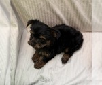 Image preview for Ad Listing. Nickname: Rosie