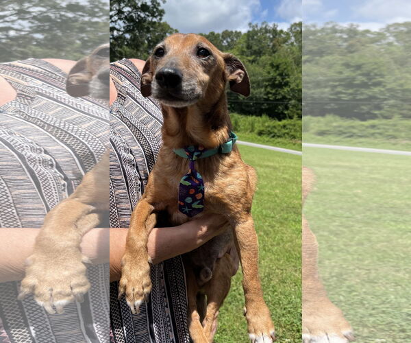 Medium Photo #1 Chiweenie Puppy For Sale in Rural Hall, NC, USA