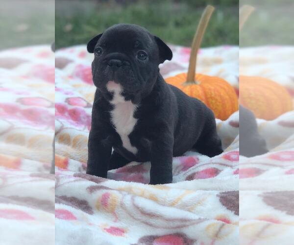 Medium Photo #2 French Bulldog Puppy For Sale in FLORENCE, KY, USA
